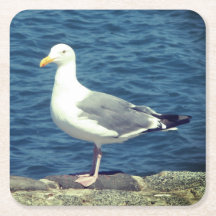 Gaviota En La Bahía