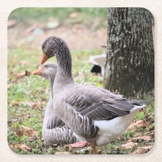 Posavasos Cuadrado De Papel Geese (Anverso)