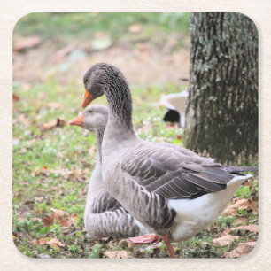 Posavasos Cuadrado De Papel Geese