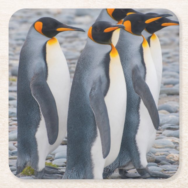 Posavasos Cuadrado De Papel Georgia del Sur. Pingüinos de rey (Anverso)