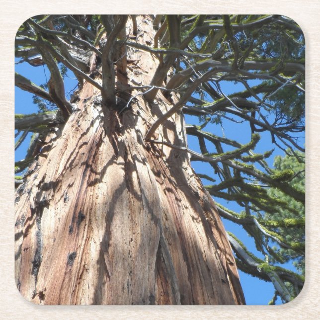 Posavasos Cuadrado De Papel Gigante de California (Anverso)