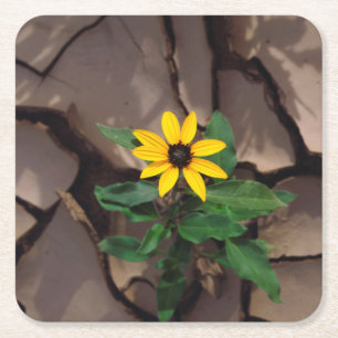 Posavasos Cuadrado De Papel Girasol creciendo desde Lodo Agrietado