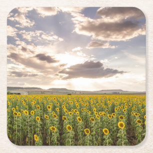 Posavasos Cuadrado De Papel Girasoles en la puesta del sol