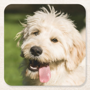 Posavasos Cuadrado De Papel Goldendoodle