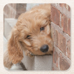 Posavasos Cuadrado De Papel Goldendoodle cachorro picado