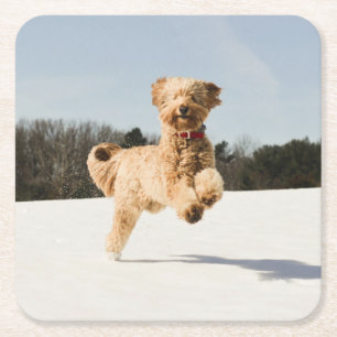 Posavasos Cuadrado De Papel Goldendoodle corriendo por campo