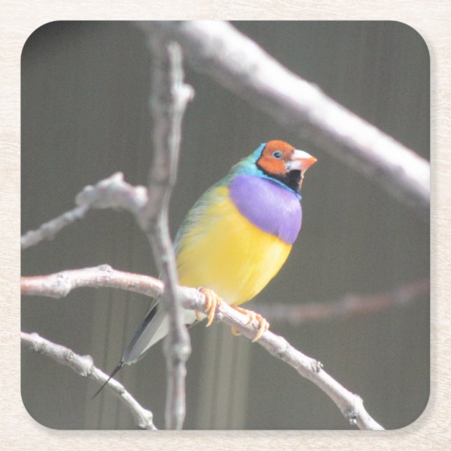 Posavasos Cuadrado De Papel Gouldian finch (Anverso)