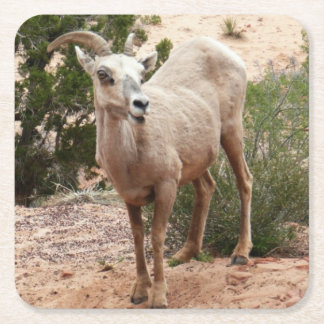 Posavasos Cuadrado De Papel Graciosa oveja bighorn en el Parque Nacional de Zi