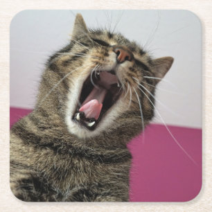 Posavasos Cuadrado De Papel Gracioso gato de foto