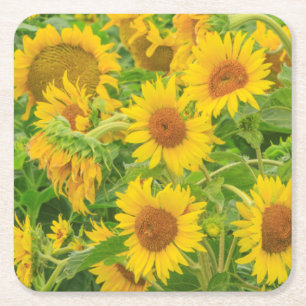 Posavasos Cuadrado De Papel Gran campo de girasoles cerca de Moses Lake, WA 2