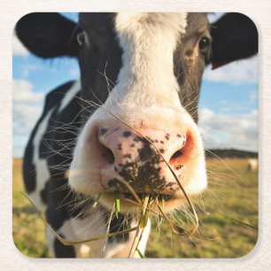 Posavasos Cuadrado De Papel Granjas   Mascado de vacas de Holstein