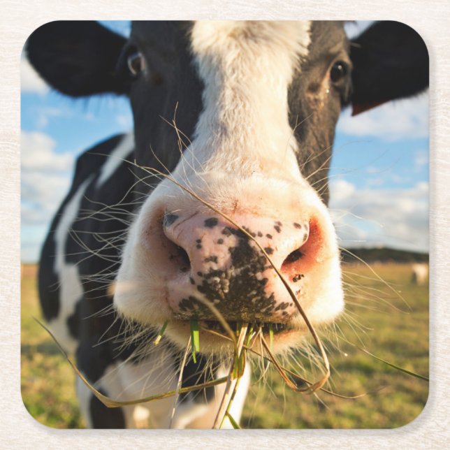 Posavasos Cuadrado De Papel Granjas | Mascado de vacas de Holstein (Anverso)