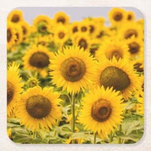 Posavasos Cuadrado De Papel Granjas Un Campo De Girasol