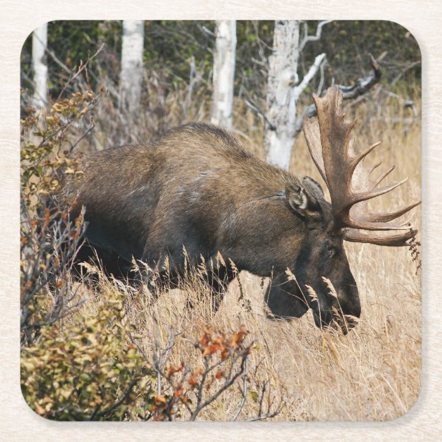 Posavasos Cuadrado De Papel Grazing Bull Moose (Anverso)