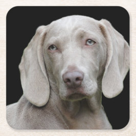 Posavasos Cuadrado De Papel Gris plateado de Weimaraner