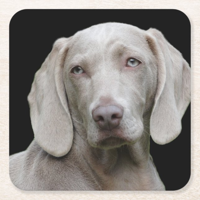 Posavasos Cuadrado De Papel Gris plateado de Weimaraner (Anverso)