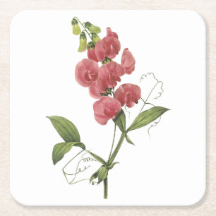 Posavasos Cuadrado De Papel guisante dulce perenne de Redouté