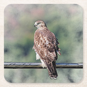 Posavasos Cuadrado De Papel Halcón rojo inmaduro