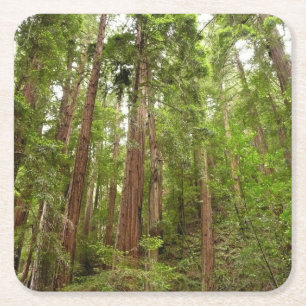 Posavasos Cuadrado De Papel Hasta Redwoods I en el Monumento Nacional Muir Woo