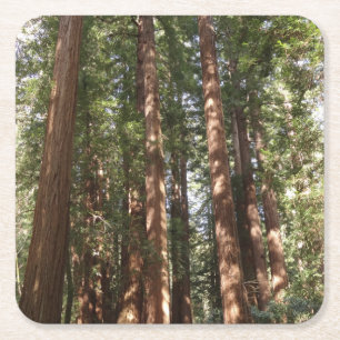 Posavasos Cuadrado De Papel Hasta Redwoods II en el Monumento Nacional Muir Wo