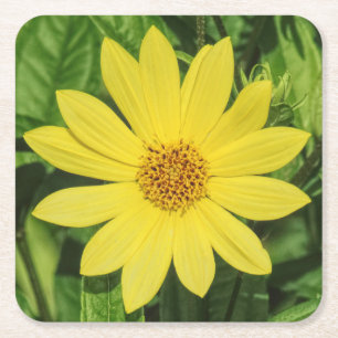 Posavasos Cuadrado De Papel Helianthus 'Lemon Queen' Sunflower