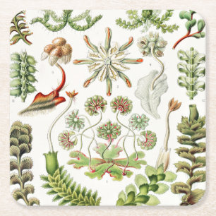 Posavasos Cuadrado De Papel Hepaticae Lebermoose por Ernst Haeckel