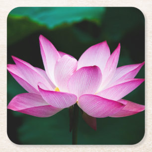 Posavasos Cuadrado De Papel Hermosa Flor de Loto Rosa en Flor