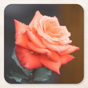 Posavasos Cuadrado De Papel Hermosa Flor de Rosa Roja / Melocotón con gotas de
