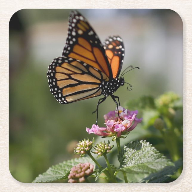 Posavasos Cuadrado De Papel Hermosa mariposa monarca (Anverso)