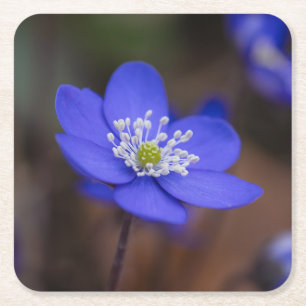 Posavasos Cuadrado De Papel Hermosas flores de hepáticas azules