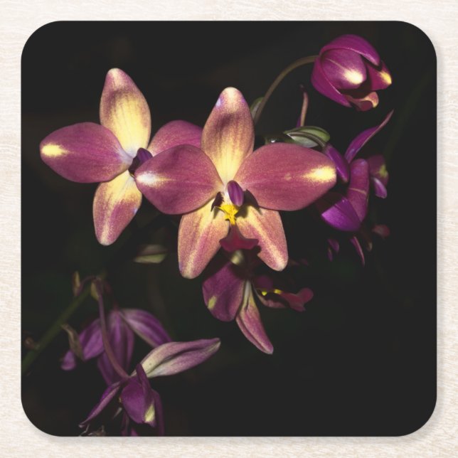 Posavasos Cuadrado De Papel Hermosas orquídeas (Anverso)