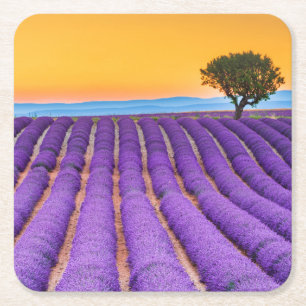 Posavasos Cuadrado De Papel Hermoso campo de lavanda en Provenza