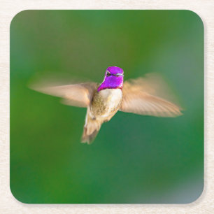 Posavasos Cuadrado De Papel Hermoso colibrí en un juego de espuma volcánica