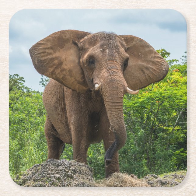 Posavasos Cuadrado De Papel Hermoso elefante jugando en la hierba (Anverso)