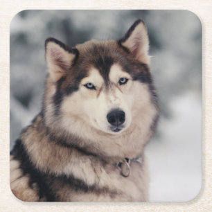 Posavasos Cuadrado De Papel Hermoso Husky al aire libre