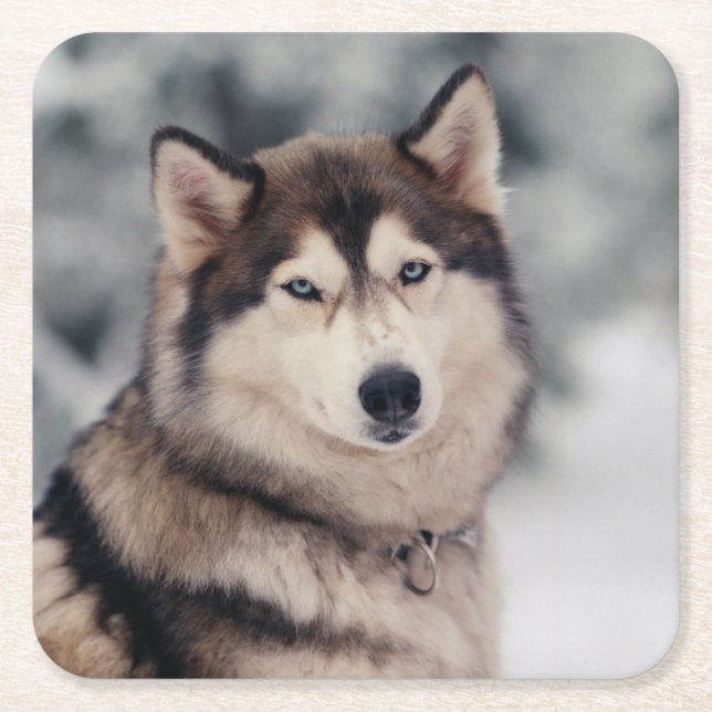 Posavasos Cuadrado De Papel Hermoso Husky al aire libre (Anverso)