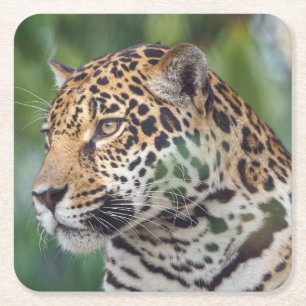 Posavasos Cuadrado De Papel Hermoso Jaguar en el salvaje