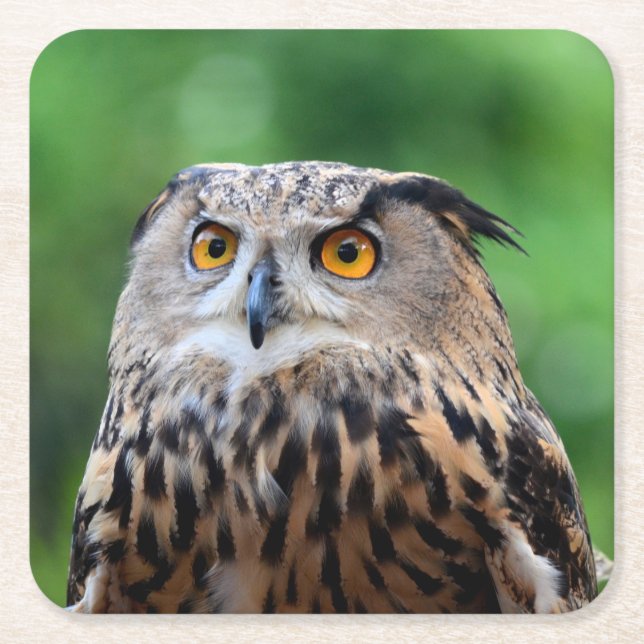 Posavasos Cuadrado De Papel Hermoso juego de aletas de búho (Anverso)