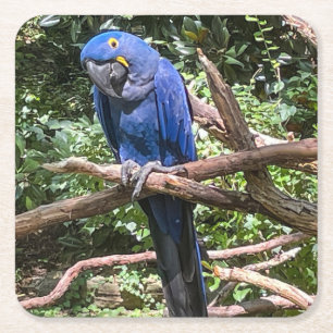 Posavasos Cuadrado De Papel Hermoso Loro Azul Brillante