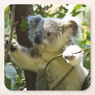 Posavasos Cuadrado De Papel Hermoso oso Koala en los árboles