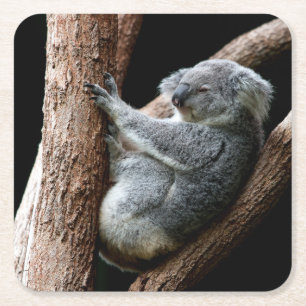 Posavasos Cuadrado De Papel Hermoso oso Koala en un árbol