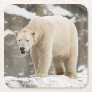 Posavasos Cuadrado De Papel Hermoso oso polar