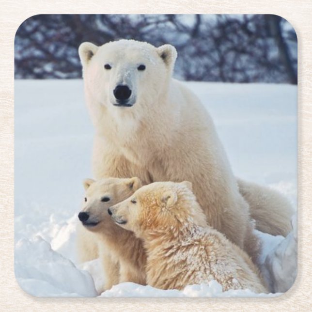Posavasos Cuadrado De Papel Hermoso oso polar y sus cachorros (Anverso)