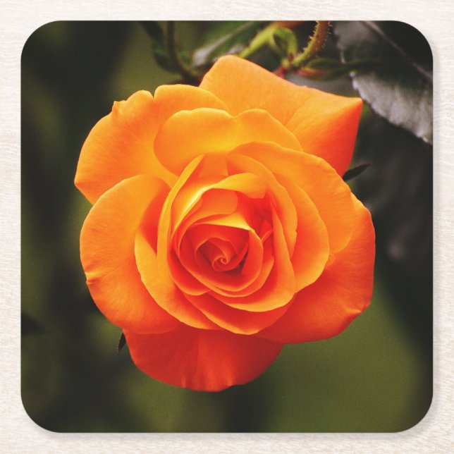 Posavasos Cuadrado De Papel Hermoso Rosa Naranja (Anverso)