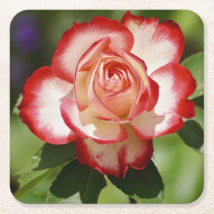 Posavasos Cuadrado De Papel Hermoso Rosa rojo y blanco
