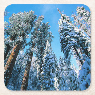 Posavasos Cuadrado De Papel Hielo y nieve   Parque nacional Sequoia, Californi