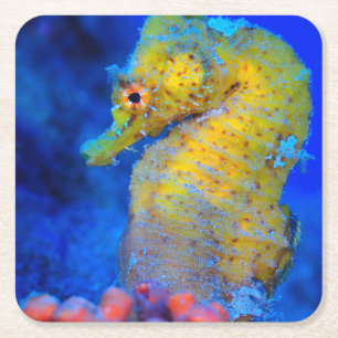 Posavasos Cuadrado De Papel Hipocampo brillante del Seahorse el  