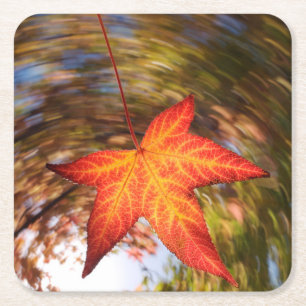Posavasos Cuadrado De Papel Hojas caídas de un árbol en otoño