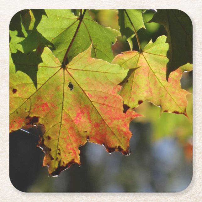 Posavasos Cuadrado De Papel Hojas de caída coloridas (Anverso)