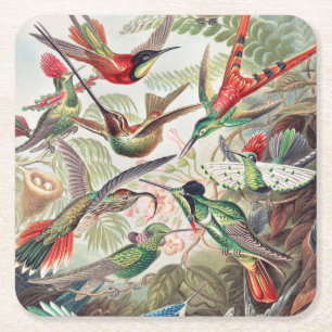 Posavasos Cuadrado De Papel Hummingbird, Trochilidae Kolibris por Ernst Haecke